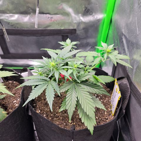 Gold Glue growlog timeline photo