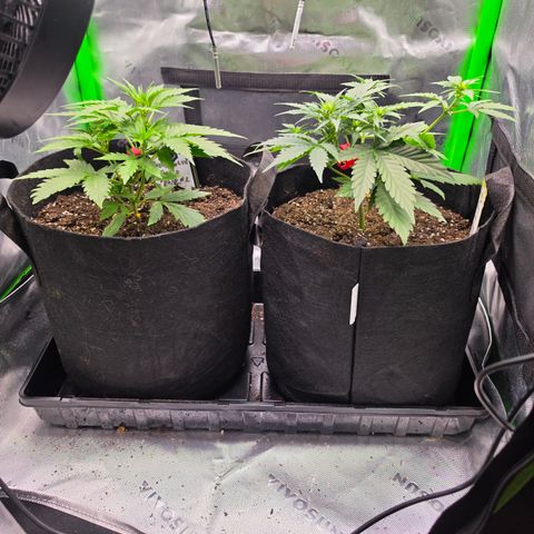 Gold Glue growlog timeline photo