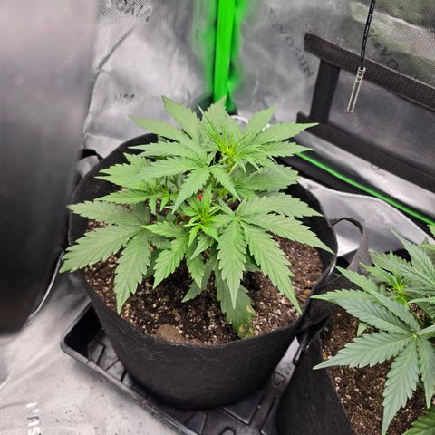Gold Glue growlog timeline photo