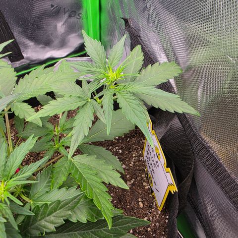 Gold Glue growlog timeline photo