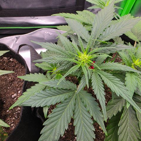 Gold Glue growlog timeline photo
