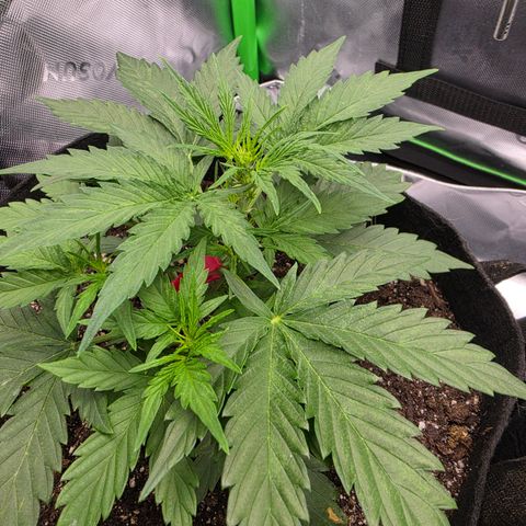 Gold Glue growlog timeline photo