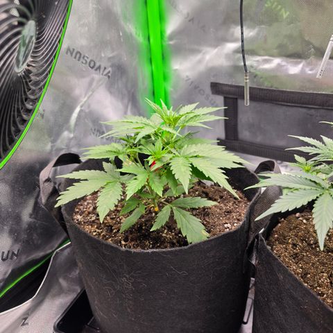Gold Glue growlog timeline photo