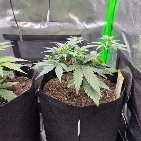Gold Glue growlog timeline photo