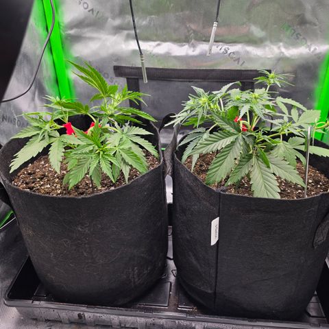 Gold Glue growlog timeline photo