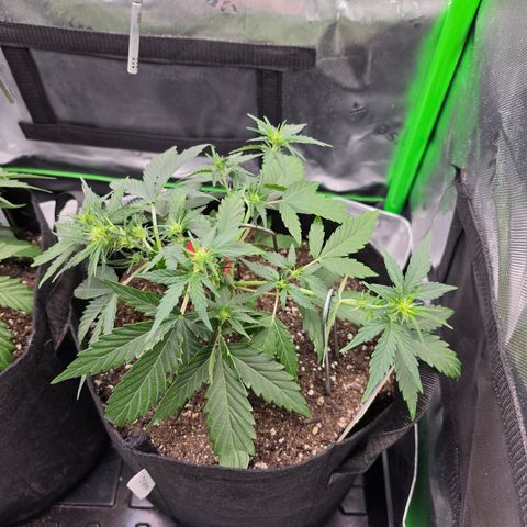 Gold Glue growlog timeline photo