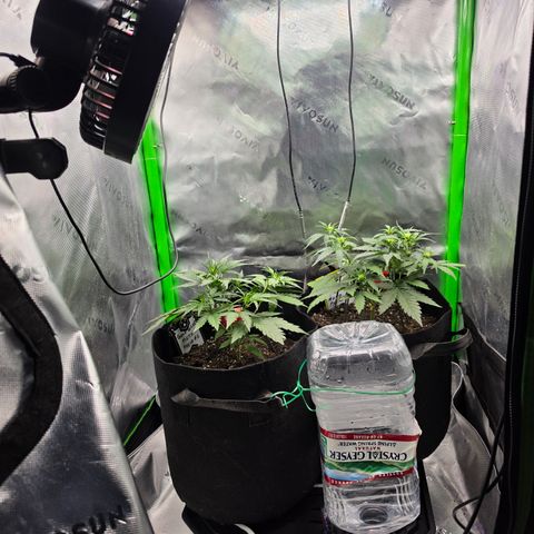 Gold Glue growlog timeline photo
