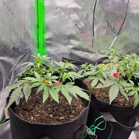 Gold Glue growlog timeline photo