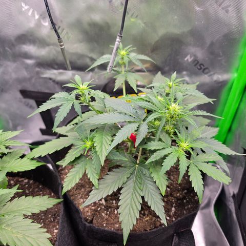Gold Glue growlog timeline photo