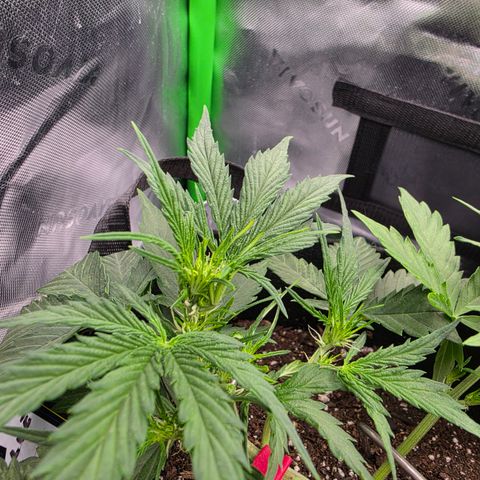 Gold Glue growlog timeline photo