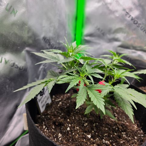 Gold Glue growlog timeline photo