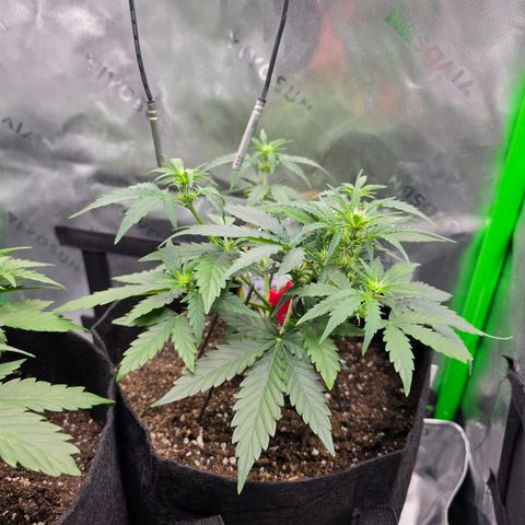 Gold Glue growlog timeline photo