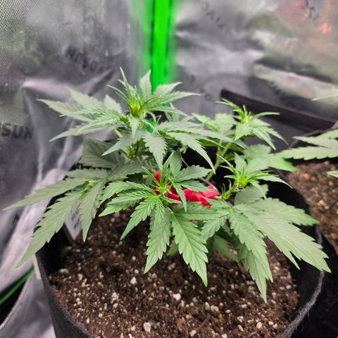 Gold Glue growlog timeline photo