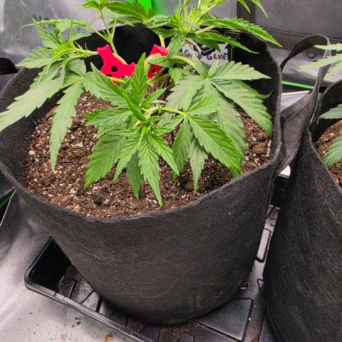 Gold Glue growlog timeline photo