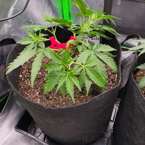 Gold Glue growlog timeline photo
