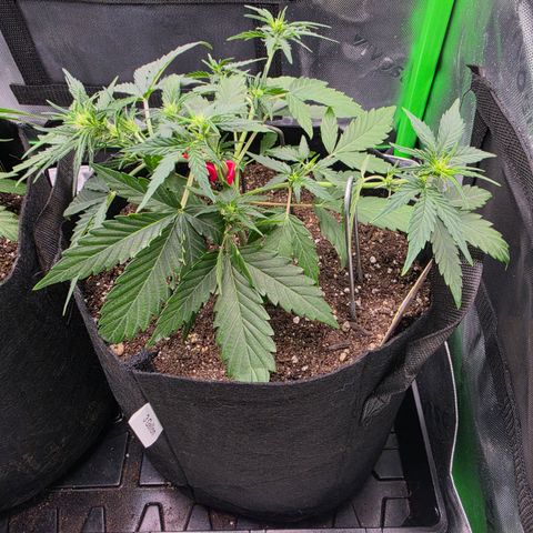 Gold Glue growlog timeline photo