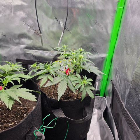 Gold Glue growlog timeline photo