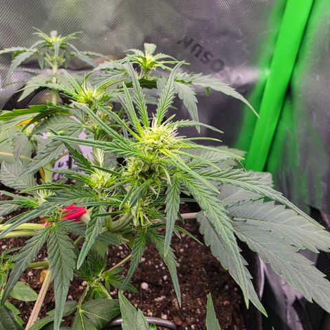Gold Glue growlog timeline photo