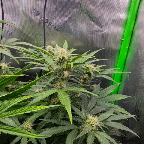 Gold Glue growlog timeline photo