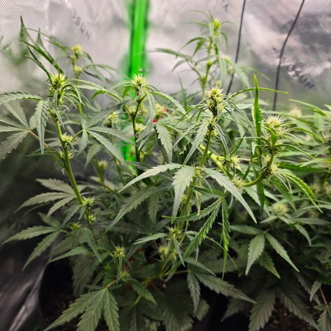Gold Glue growlog timeline photo