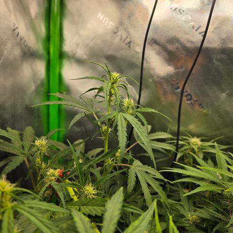 Gold Glue growlog timeline photo