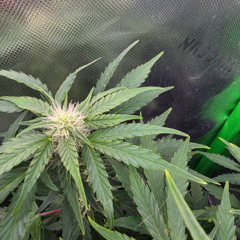 Gold Glue growlog timeline photo