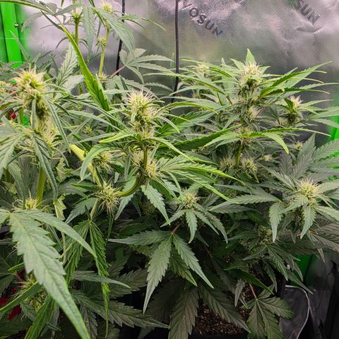Gold Glue growlog timeline photo