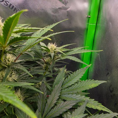 Gold Glue growlog timeline photo
