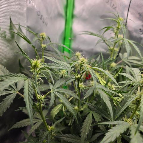 Gold Glue growlog timeline photo