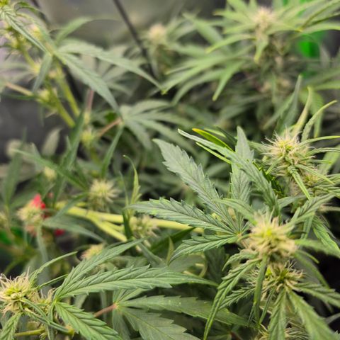 Gold Glue growlog timeline photo