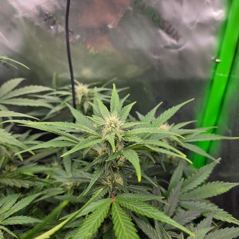 Gold Glue growlog timeline photo