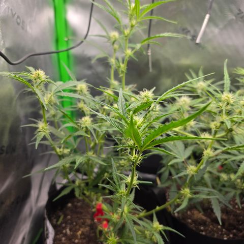 Gold Glue growlog timeline photo
