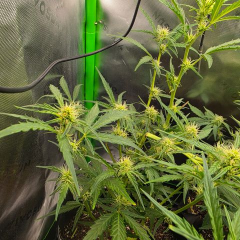 Gold Glue growlog timeline photo