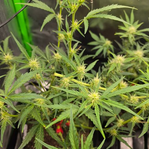 Gold Glue growlog timeline photo