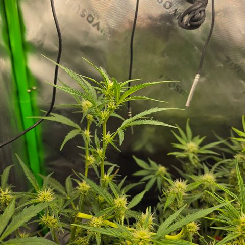 Gold Glue growlog timeline photo
