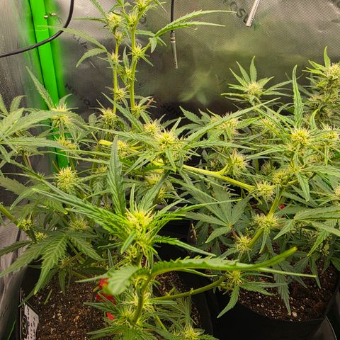 Gold Glue growlog timeline photo