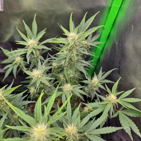Gold Glue growlog timeline photo