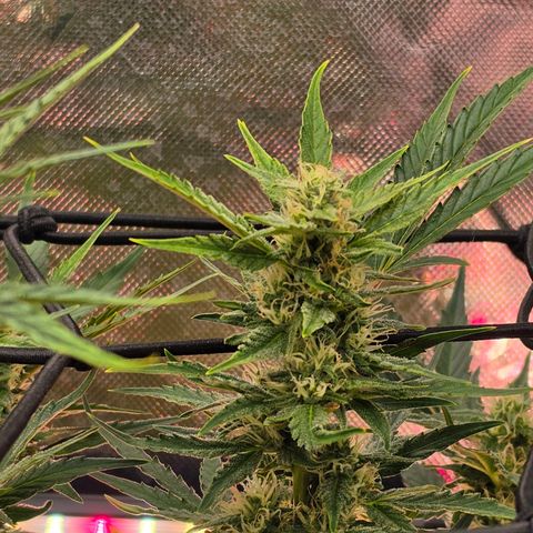 Gold Glue growlog timeline photo