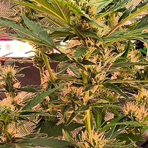 Gold Glue growlog timeline photo