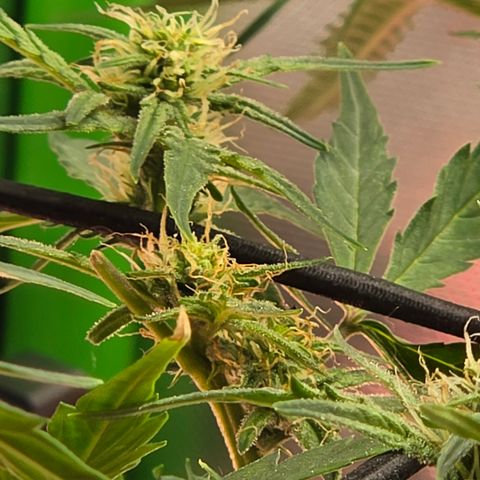 Gold Glue growlog timeline photo