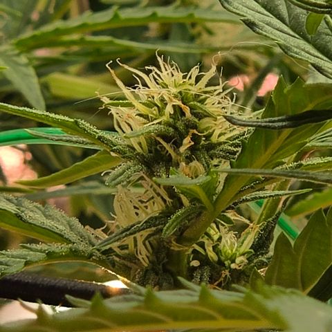 Gold Glue growlog timeline photo