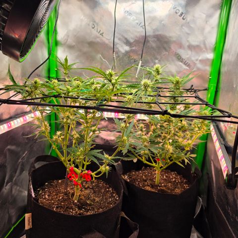Gold Glue growlog timeline photo