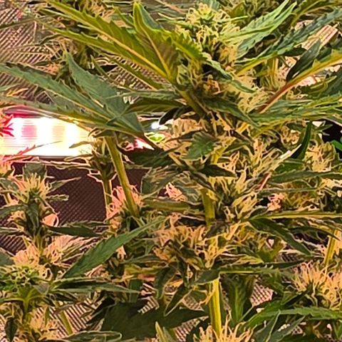 Gold Glue growlog timeline photo