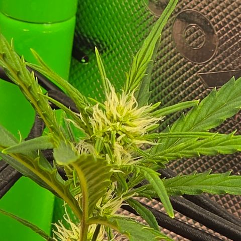 Gold Glue growlog timeline photo