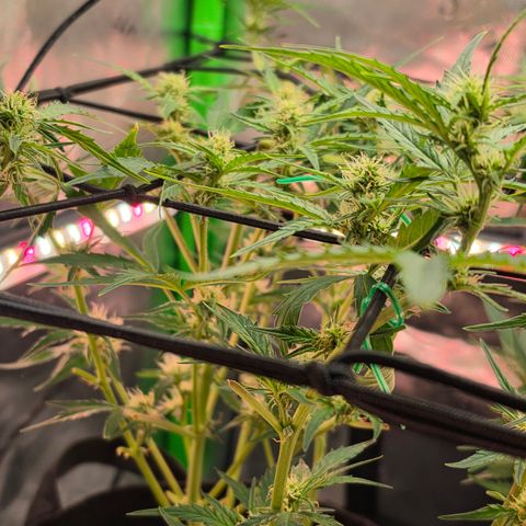 Gold Glue growlog timeline photo