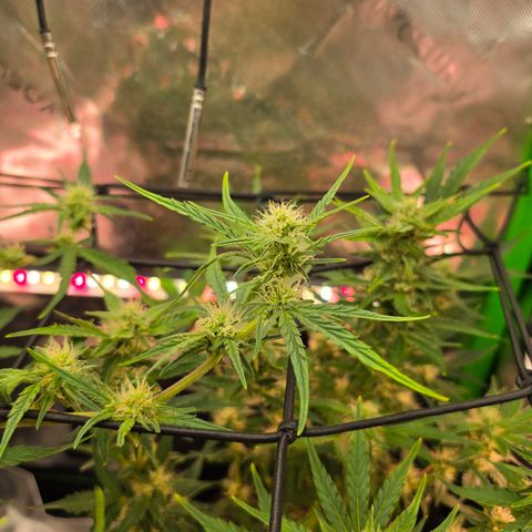 Gold Glue growlog timeline photo