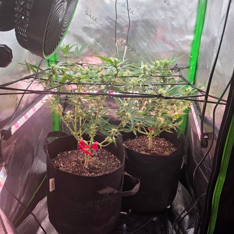 Gold Glue growlog timeline photo