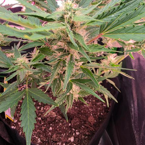Gold Glue growlog timeline photo