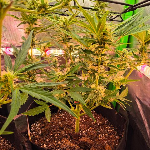 Gold Glue growlog timeline photo