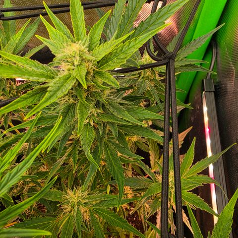 Gold Glue growlog timeline photo